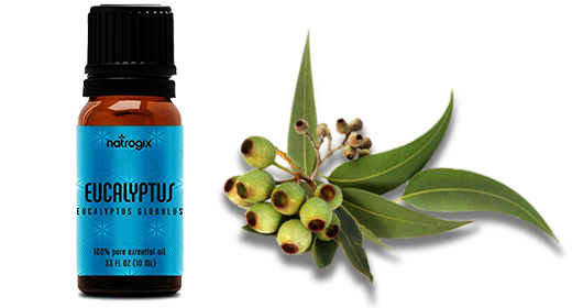 Eucalyptus Essential Oil